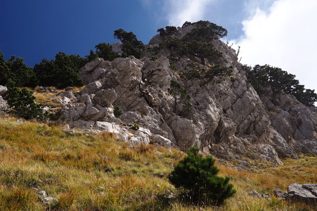 Kalkfels mit knorrigen Bergkiefern und Grasflanken im Pollino, Kalabrien