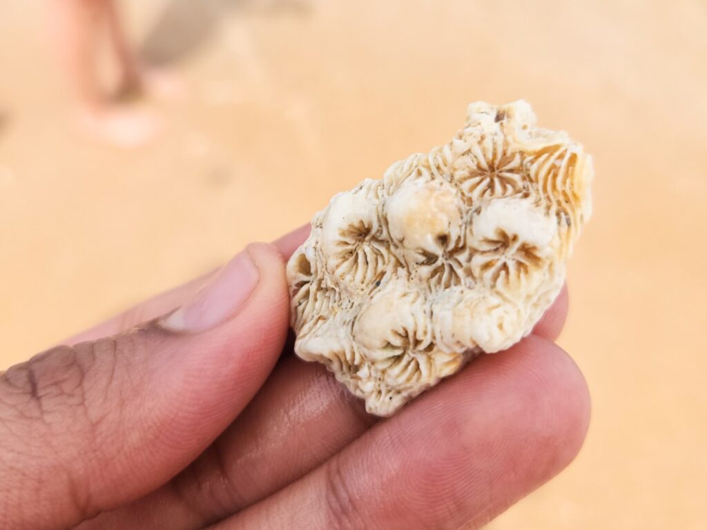 Main tenant un petit fragment de corail fossile trouvé sur plage calabraise