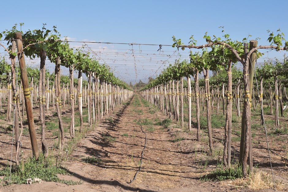 Vignes alignées sur palissage avec piquets et système d'irrigation en Calabre