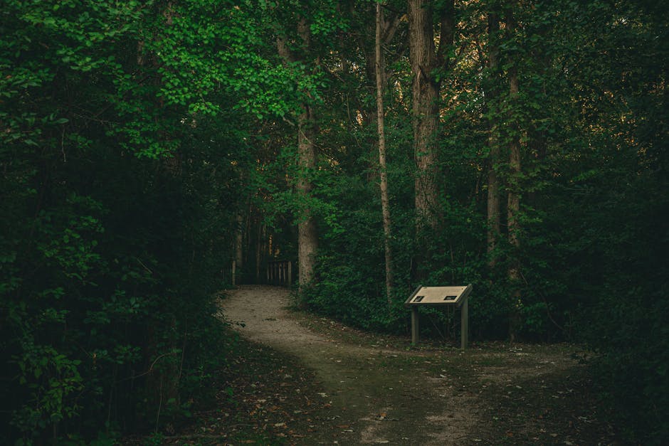 Shaded woodland trail with information sign disappearing into Calabria forest