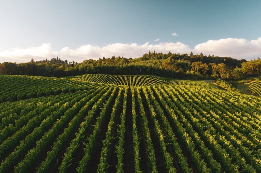 Weite Weinreihen auf hügeligem Terrain unter blauem Himmel in Kalabrien