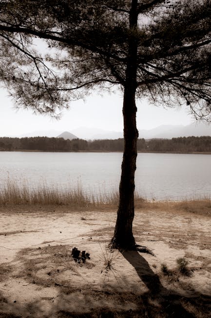 Solitary pine casting shadow on Lake Arvo's sandy shore in Calabria