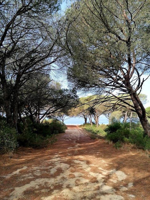 Sandy pine-lined trail leading to the sea in Calabria