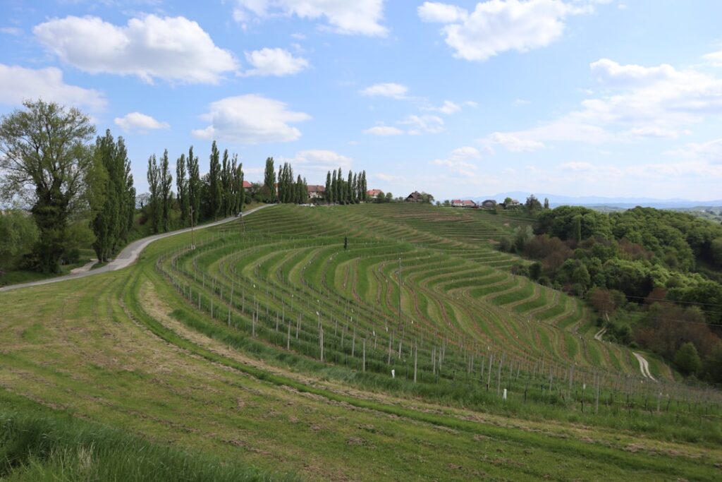 Vignes en terrasses ondulantes sur coteaux, paysage rural de Calabre