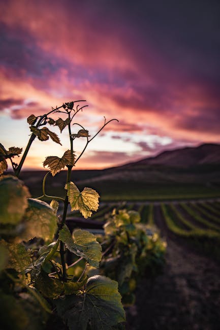 Weinrebe im Vordergrund, Reihen im Hintergrund, dramatischer Sonnenuntergang in Kalabrien