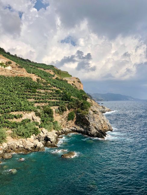 Terrassierte Weinberge an steilen Küstenfelsen über dem Meer in Kalabrien