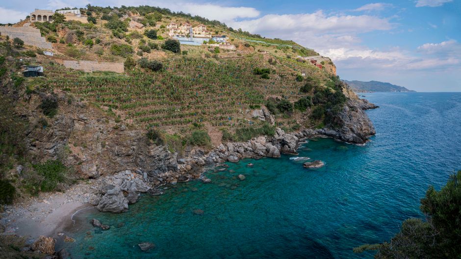 Coastal terrace vineyard at sunset in Bagnara Calabra