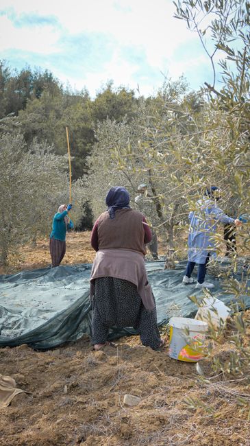 Workers shaking olive trees over nets during harvest in Calabria grove