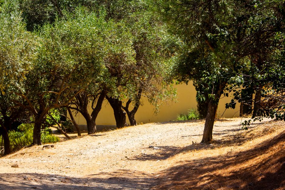 Sunlit olive grove path with trunks in Castrovillari