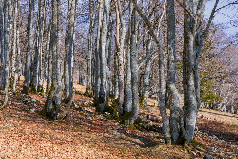 Tall beech tree trunks rising from leaf-litter floor in Sila, Calabria