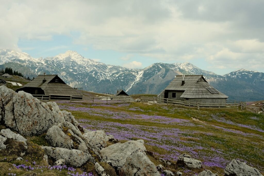 Wooden mountain huts amid purple crocus carpets and snowy peaks in Calabria