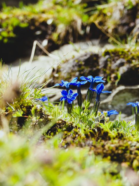 Macro of alpine gentian flower on rocky slope with mountain background