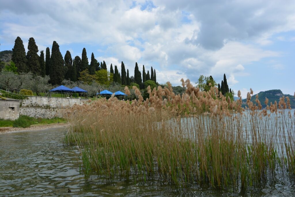 Tall reeds along a Calabrian lakeshore with cypress trees and umbrellas