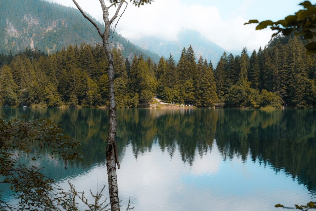 Lac forestier tranquille près de Trente, arbre bouleau au premier plan et reflet