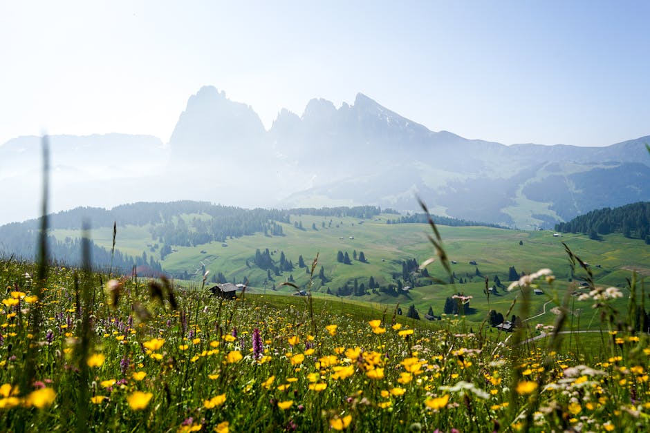 Prairie alpine fleurie dans les Dolomites, montagnes brumeuses à l'arrière-plan