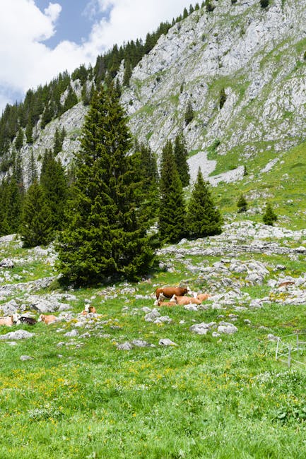 Vaches brunes paissant dans un alpage rocheux des environs de Trente