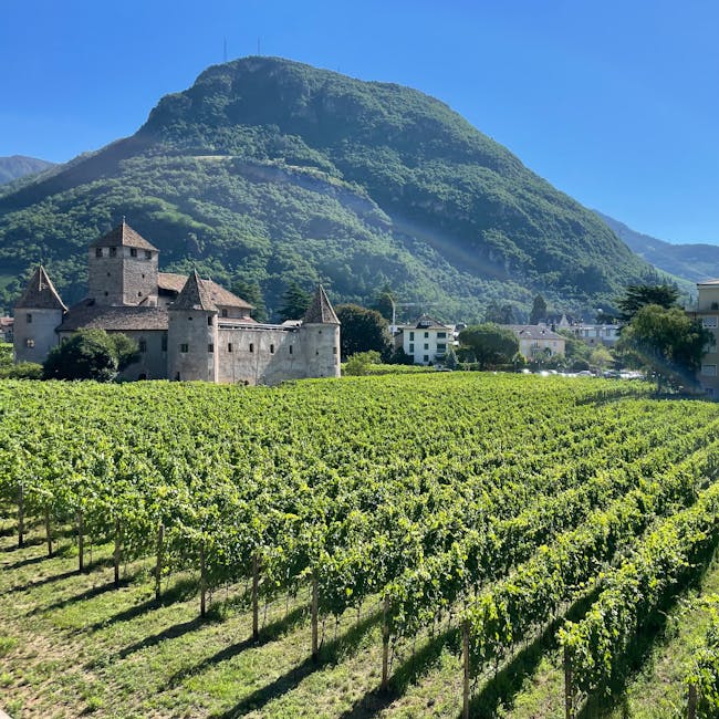 Vineyard rows leading to a medieval castle beneath mountain near Trento