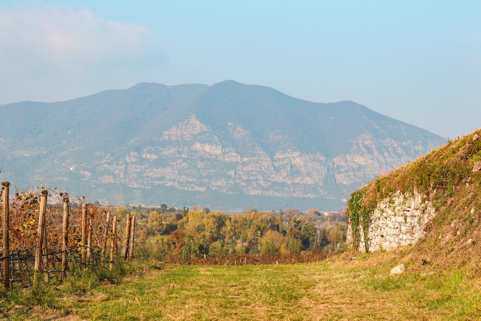 Vineyard rows with distant mountains near Trento countryside