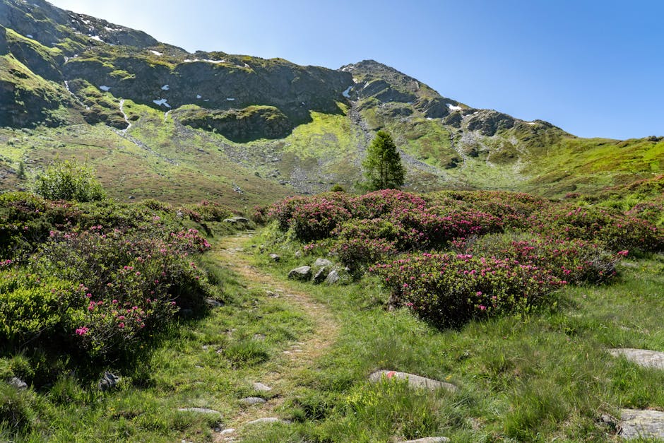 Wanderpfad zwischen rosa Alpenrosen vor felsigem Hang bei Trient
