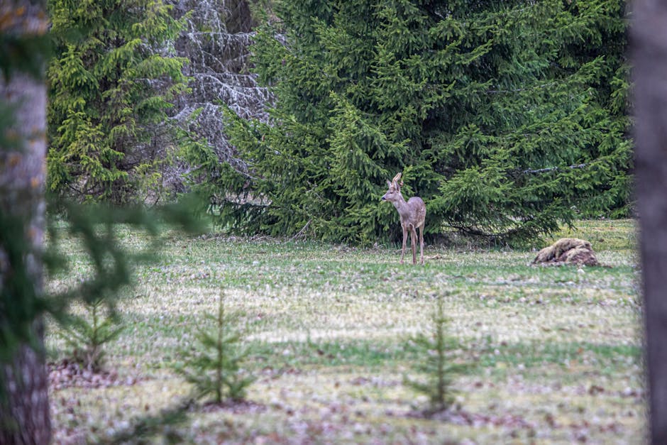 Reh steht auf Lichtung vor dichten Fichten im Wald bei Trient