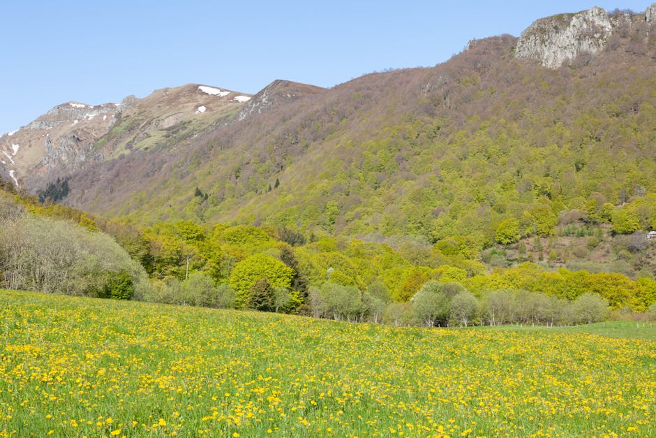 Blumenwiese mit gelben Frühlingsblumen und bewaldetem Hang nahe Trient