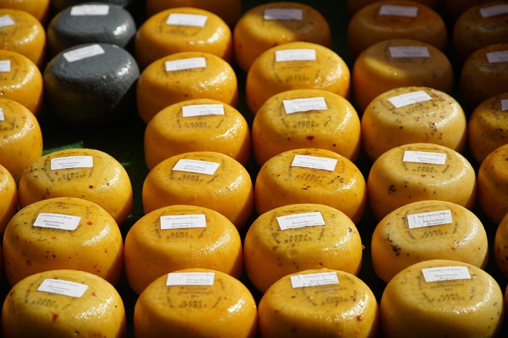 Rangées de petites meules de fromage typiques du Trentin