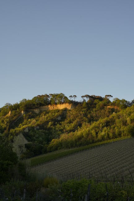 Weinberge in Valle dei Laghi im Morgenlicht des Frühlings