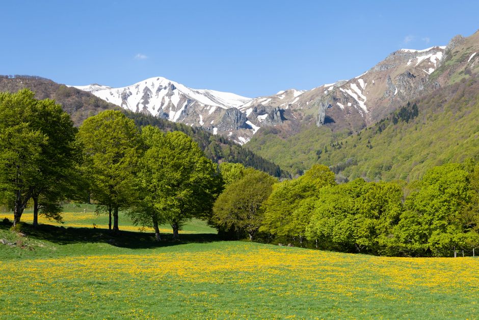 Prairie couverte de fleurs jaunes et bosquets, sommets enneigés près de Trente
