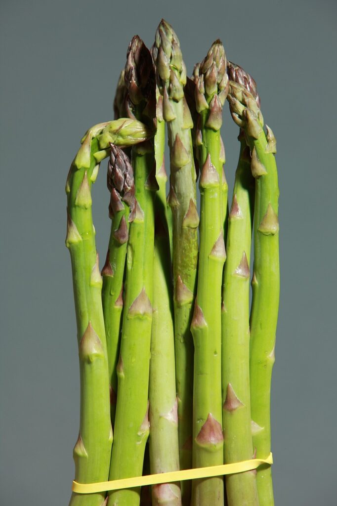 Botte d'asperges vertes serrée par un élastique sur fond neutre.
