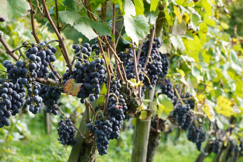 Grappolo d'uva a Nizza Monferrato durante la sagra