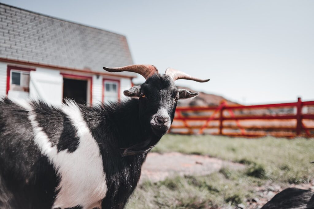 Goat with curved horns standing near a barn on a Piedmont farm.