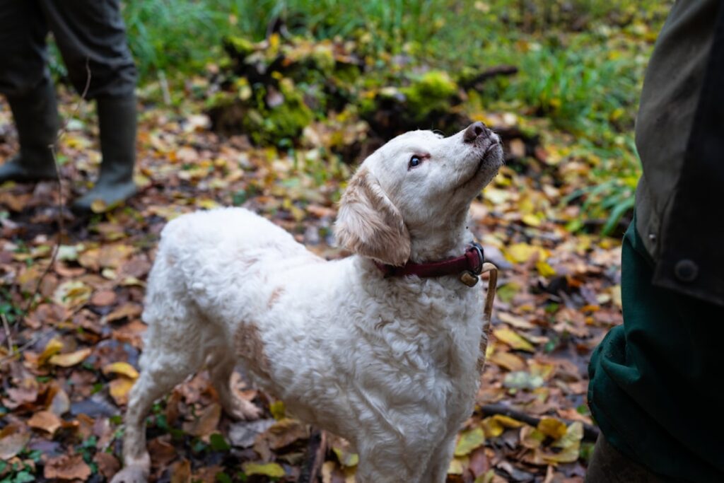 Trüffelsucher mit Hund