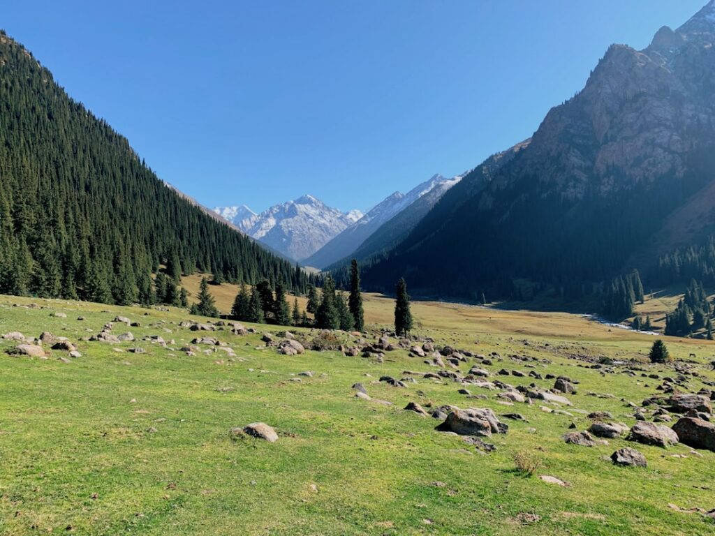 Rock-strewn green meadow framed by pine slopes in Piedmont valley