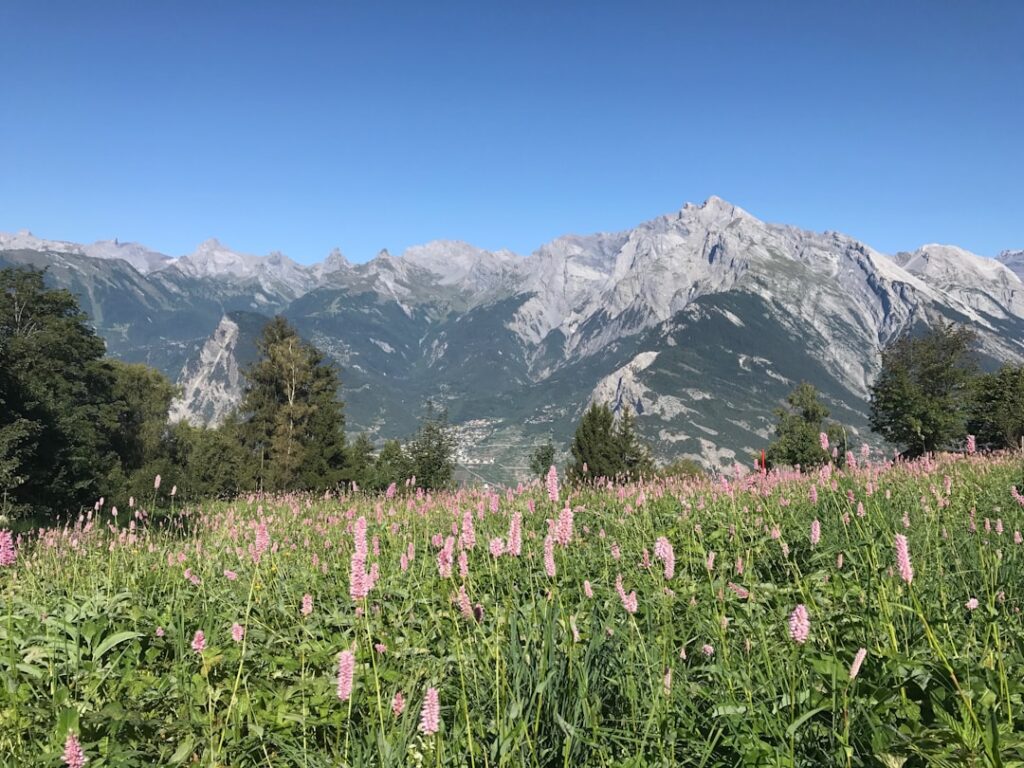 Pink wildflowers carpet foreground with towering Piedmont peaks beyond