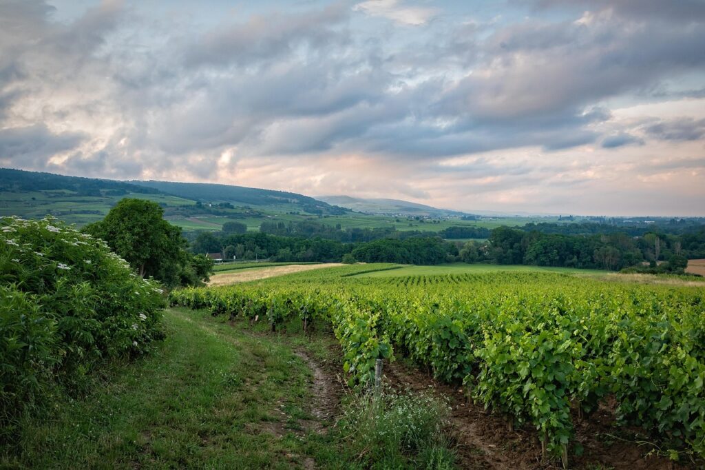 Rij wijngaarden in glooiend landschap van Piémont onder bewolkte hemel