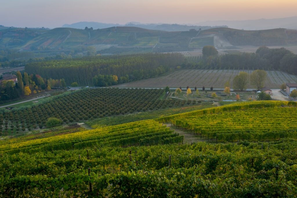 Weite Weinberge und Hügel im Piemont bei milder Morgenbeleuchtung