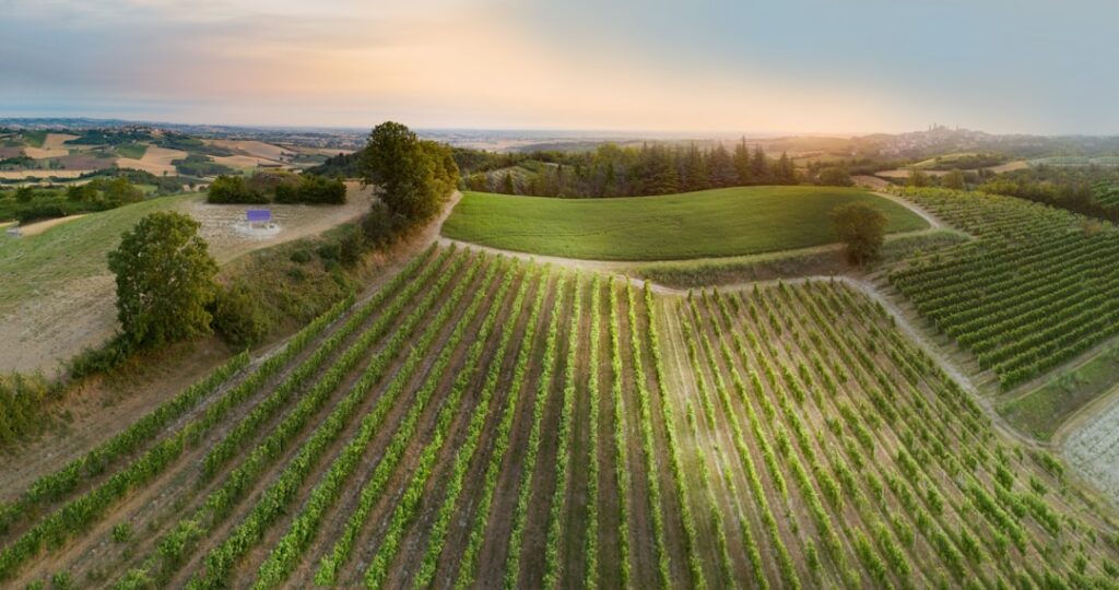Reihen von Weinreben auf Piemont‑Hügeln mit Sonnenuntergang am Horizont