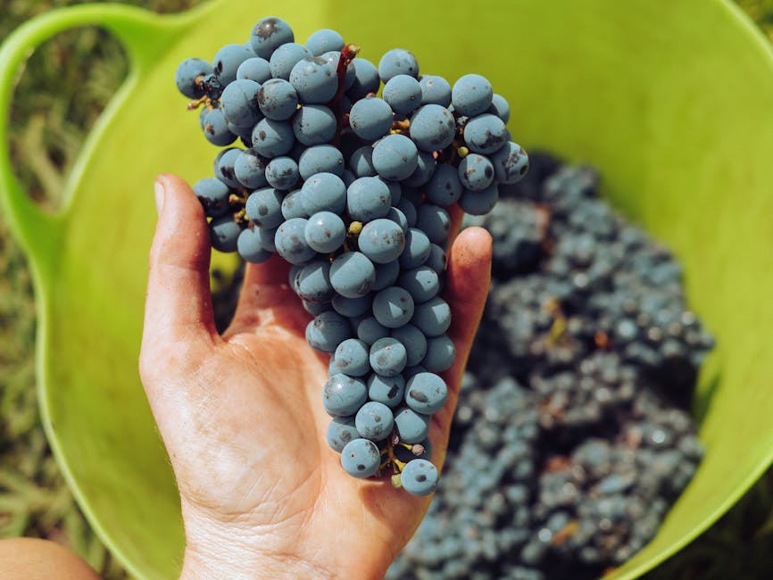 Mano che tiene un grappolo d'uva appena raccolto durante la vendemmia in Piemonte