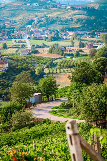 Kleine Landstraße führt durch grüne Weinberge und Obstgärten im Piemont