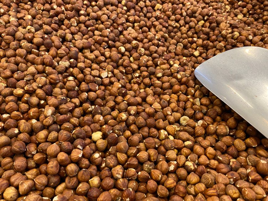 Heap of Piedmont hazelnuts with metal scoop ready for confectionery