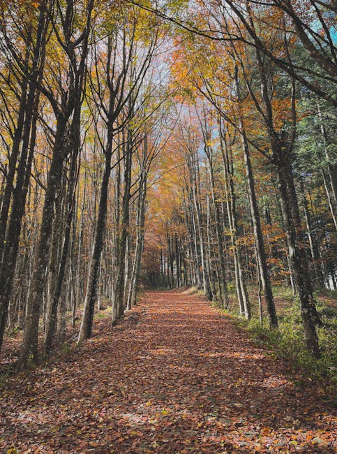 Leaf-covered forest trail lined with tall trees in Piedmont woods