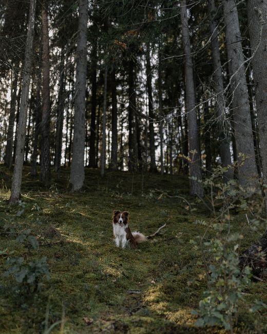 Truffeljager demonstreert hoe de hond een truffel ruikt in een Piëmonts bos