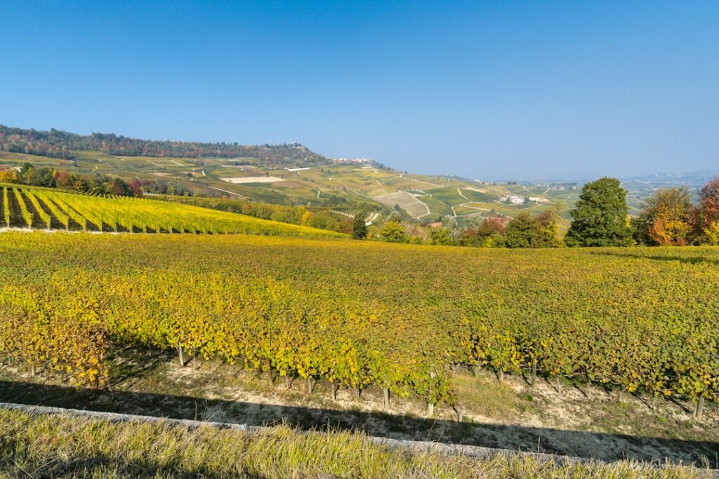 Golvende wijngaarden van Piemonte met rijtjes druivenstokken en horizon