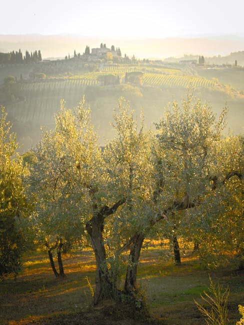 Sunrise over an olive grove