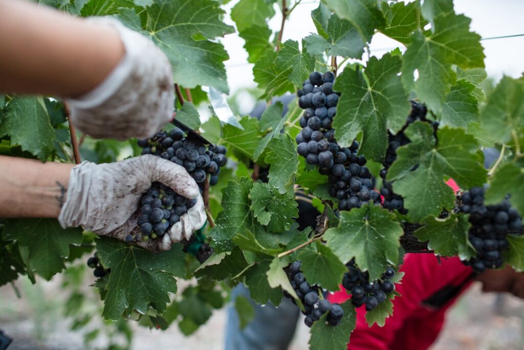 Gloved hands cutting dark grape clusters during harvest in a Latium vineyard