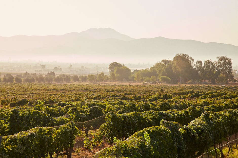 sunrise over a Lazio vineyard