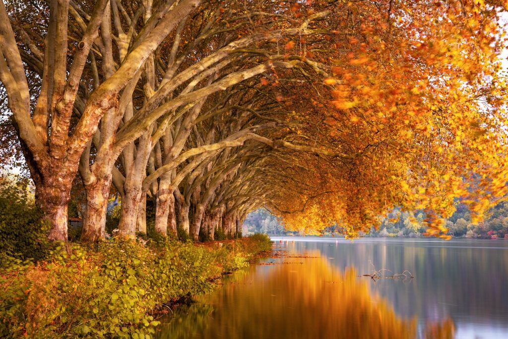 Plataanlaan langs het meer met herfstkleuren in Latium bij Bracciano