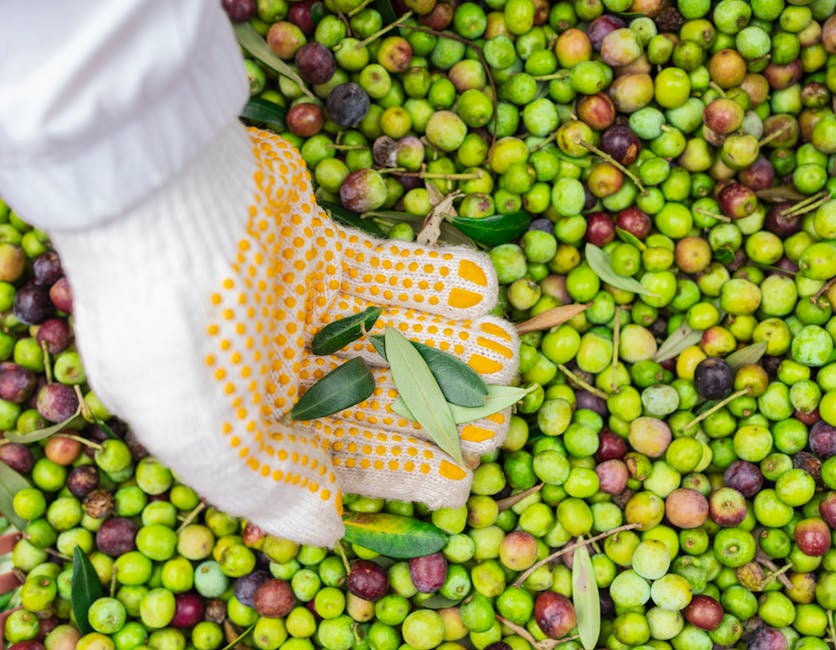 Gloved hand holding olive leaves over freshly harvested olives in Latium