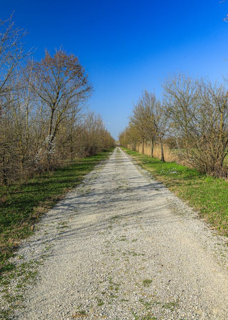 Long gravel farm road flanked by bare trees in Latium countryside