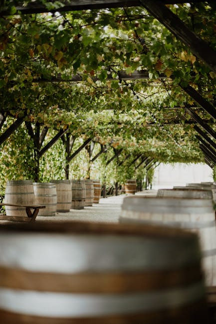 Weinfässer unter grüner Pergola in einem Weingut bei Frascati.